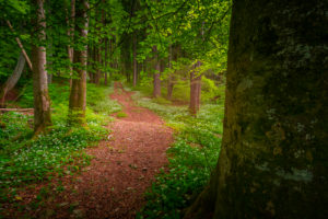 Europe, Germany, Bavaria, Aschau am Inn, Wild Garlic Field in Forest, Europe, Germany, Bavaria, Aschau am Inn, Wild Garlic Field in Forest,